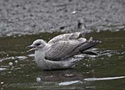 Picture/image of Mew Gull