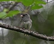 Picture/image of Dark-eyed Junco