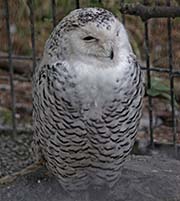 Picture/image of Snowy Owl