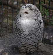 Picture/image of Snowy Owl