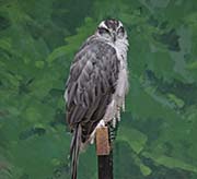 Picture/image of Northern Goshawk