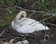 Picture/image of Trumpeter Swan