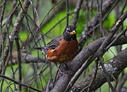 Picture/image of American Robin