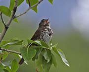 Picture/image of Fox Sparrow