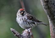 Picture/image of Common Redpoll