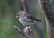 Picture/image of Common Redpoll