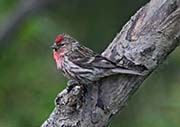 Picture/image of Common Redpoll