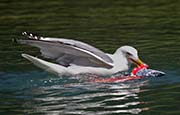 Picture/image of Herring Gull