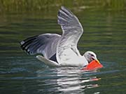 Picture/image of Herring Gull