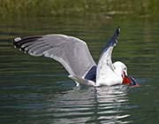 Picture/image of Herring Gull