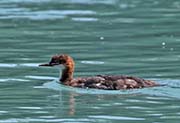 Picture/image of Red-necked Grebe