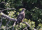 Picture/image of Bald Eagle