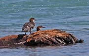 Picture/image of Red-necked Grebe
