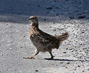 Picture/image of Spruce Grouse