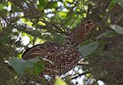 Picture/image of Spruce Grouse