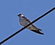 Picture/image of Violet-green Swallow