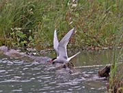 Picture/image of Arctic Tern