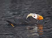 Picture/image of Tufted Puffin