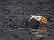 Picture/image of Tufted Puffin