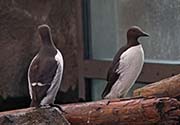 Picture/image of Common Murre