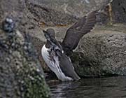 Picture/image of Common Murre