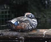 Picture/image of Harlequin Duck