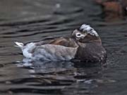 Picture/image of Long-tailed Duck