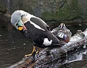 Picture/image of King Eider