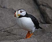 Picture/image of Horned Puffin