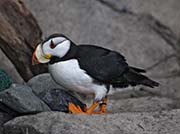 Picture/image of Horned Puffin