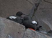 Picture/image of Pigeon Guillemot