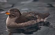 Picture/image of Rhinoceros Auklet