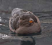 Picture/image of Rhinoceros Auklet