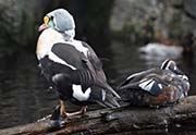 Picture/image of King Eider