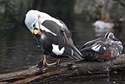 Picture/image of King Eider