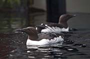 Picture/image of Common Murre