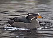 Picture/image of Rhinoceros Auklet