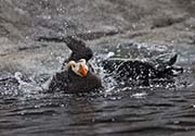 Picture/image of Tufted Puffin