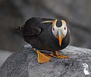 Picture/image of Tufted Puffin