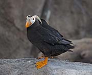Picture/image of Tufted Puffin