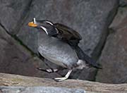 Picture/image of Rhinoceros Auklet