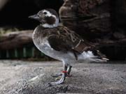 Picture/image of Long-tailed Duck
