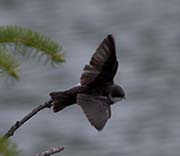 Picture/image of Tree Swallow