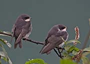 Picture/image of Tree Swallow