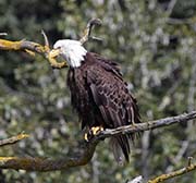 Picture/image of Bald Eagle