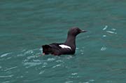 Picture/image of Pigeon Guillemot