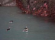 Picture/image of Horned Puffin