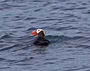 Picture/image of Tufted Puffin