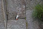Picture/image of Horned Puffin