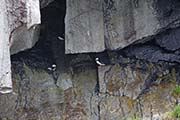 Picture/image of Horned Puffin